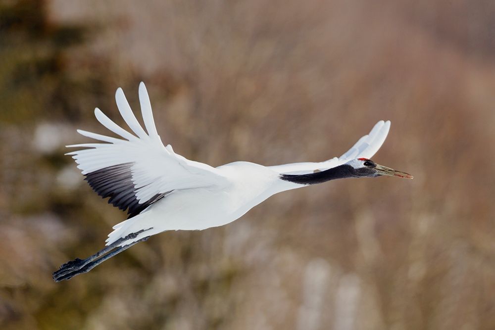 Japan-Hokkaido-Kushiro